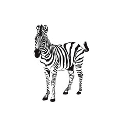 Graphical sketch zebra isolated on white background, vector illustration