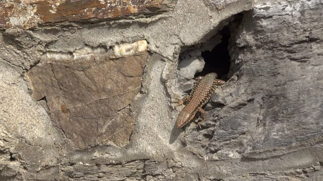 lizard in a wall