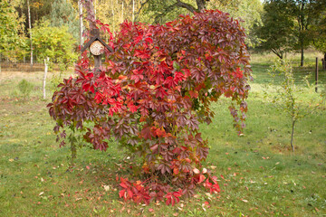 
The wall is covered with leaves in the fall