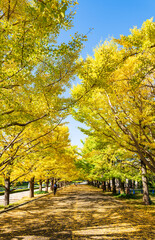 Naklejka premium 紅葉のイチョウ並木 縦位置