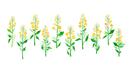 Canola. Vector plant set. Organic floral shape