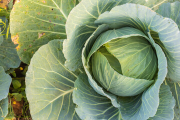 Soft focus of Big cabbage on the ground in the morning with mild sunshine in the garden.Head of...