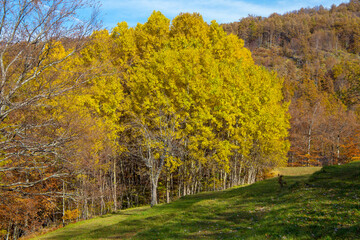 Naklejka premium Autumnal landscape in the Aveto Regional Natural Park, Genoa province, Liguria, Italy.