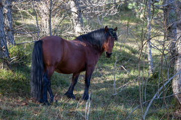 Fototapeta premium Wild horse near Giacopiane Lake in autumn, Genoa province, Liguria, Italy