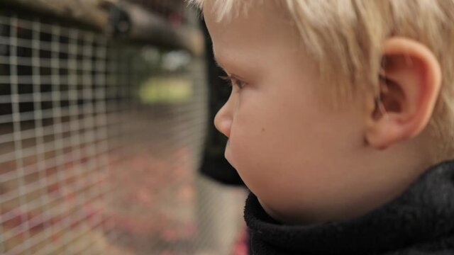 A little boy looks curiously at the Guinea Fowl enclosure at the zoo.