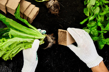 Hands of gardener puts greeners in peat container with soil