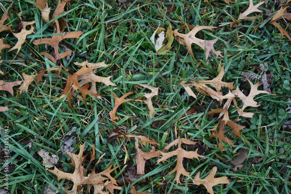 Sticker fallen leaves in grass