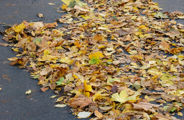autumn leaves of Ginkgo Biloba