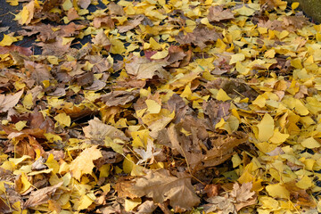 autumn leaves of Ginkgo Biloba