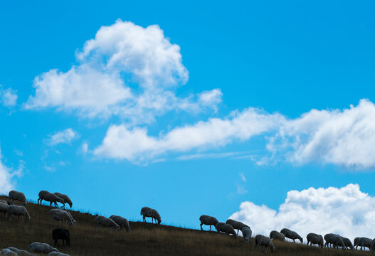 Sheeps, Santa Orosia Range, Jacetania, Huesca, Aragon, Spain, Europe