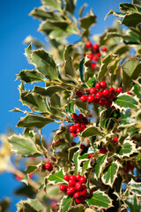 Ilex aquifolium, the holly, is an evergreen tree or shrub.