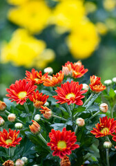 Chrysanthemum, sometimes called mums or chrysanths, are flowering plants  in the family Asteraceae. It’s the favorite flower for the month of November.