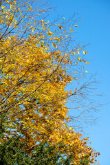 autumn leaves of Ginkgo Biloba