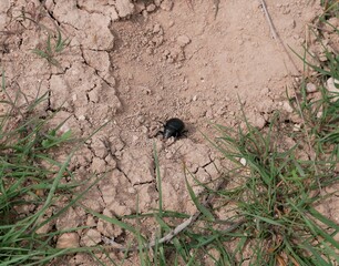 Macrophotograph of a large black beetle Pimelia capito with a dent in the shell crawling on the ground red-brown on a Sunny summer day. An insect in its natural environment.