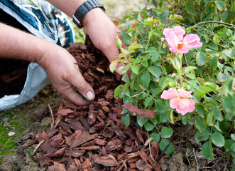 Gardener uses the pine bark to mulch a rose bush, in anticipation of the winter. Mulching is a...