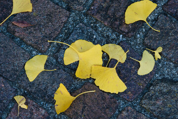 autumn leaves of Ginkgo Biloba