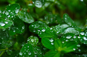 water drops on the green grass close up