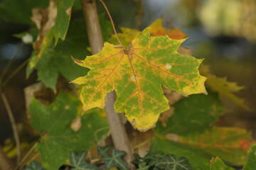 autumn leaves of Ginkgo Biloba