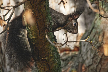 Eichhörnchen im herbstlichen Baum