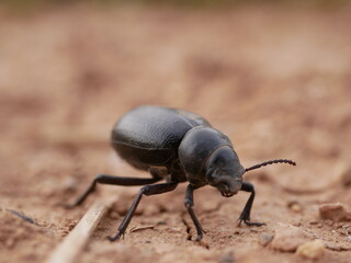 Macrophotograph of a large black beetle Pimelia capito with a dent in the shell crawling on the ground red-brown on a Sunny summer day. An insect in its natural environment.