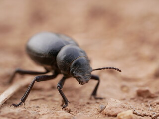 Macrophotograph of a large black beetle Pimelia capito with a dent in the shell crawling on the ground red-brown on a Sunny summer day. An insect in its natural environment.