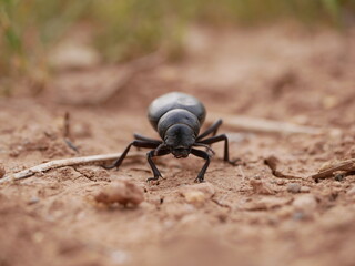 Macrophotograph of a large black beetle Pimelia capito with a dent in the shell crawling on the ground red-brown on a Sunny summer day. An insect in its natural environment.