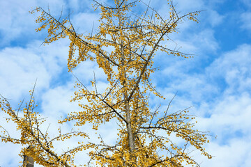 autumn leaves of Ginkgo Biloba