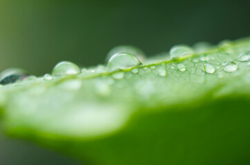 water drops on the green grass close up