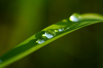 water drops on the green grass close up