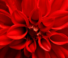 Flower Dahlia Red 
flower, yellow, spring, dahlia, plant, nature, flowers, daffodils, bloom, garden, blossom, petal, floral, beauty, flora, color, macro, close-up, isolated, beautiful