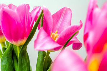  Bouquet of pink tulips on white background
