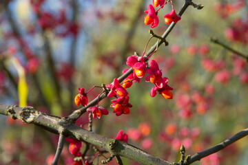 autumn flowers plants birch bark close up