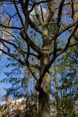 dark branches without leaves of an old tree