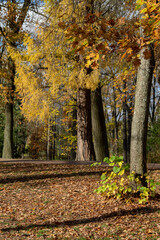 Plakat autumn landscape trees in the Park