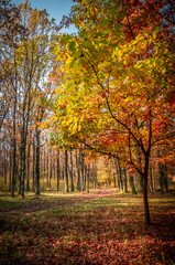 Misty autumn morning in forest, Carpathian Mountains, Romania. Vivid fall colors in forest. Scenery of nature with sunlight through branches of trees. Colorful Autumn Leaves. Green, yellow, orange, re