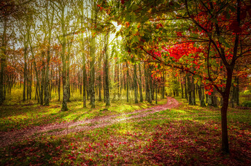 Autumn in forest, Carpathian Mountains, Romania. Vivid fall colours in forest. Scenery of nature with sunlight through branches of trees. Colorful Autumn Leaves. Green, yellow, orange, red.