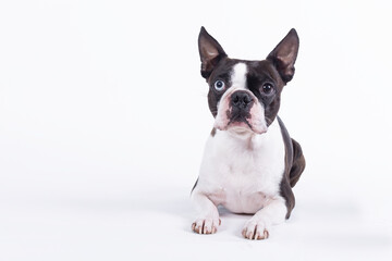 Boston terrier in studio, breed, dog, frenchie, bulldog