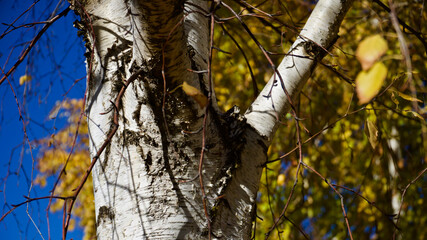 Birch in the fall. Yellow birch leaves in front of a blue sky. ( Betula )