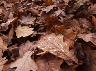 A carpet of oak leaves dripping with morning dew.