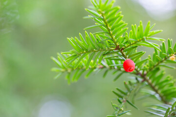 Branch European yew (Taxus baccata) with ripe red fruits. Taxus baccata is a species of evergreen tree in the conifer family