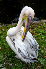pelican on the grass