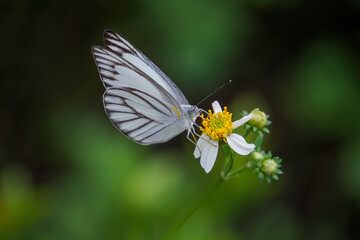 butterfly on a flower