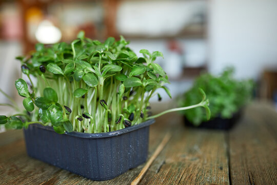 Microgreens sunflower on wooden background, Vegan micro sunflower greens shoots