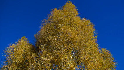 Fototapeta na wymiar Birch in the fall. Yellow birch leaves in front of a blue sky. ( Betula )