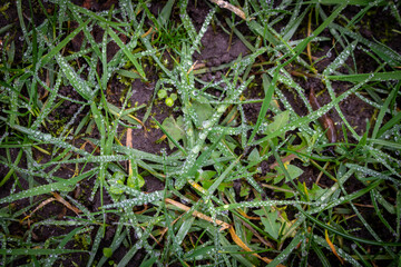Dew drops on green plants. Abstract green background. Selective focus.