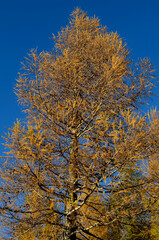 Fototapeta premium Nature, Larch tree