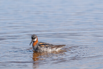 Red-necked Phalarope (Phalaropus lobatus) female in Barents Sea coastal area, Russia