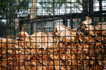 leaf composting