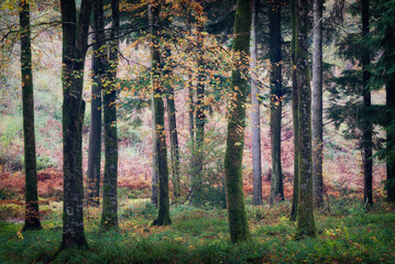 autumn fall woodland Cornwall England uk idless