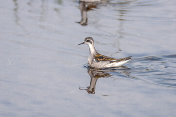 Immature Red-necked Phalarope (Phalaropus lobatus) in Barents Sea coastal area, Russia